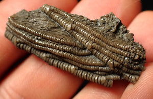 Detailed 3D crinoid head fossil (38 mm)