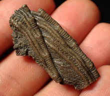 Load image into Gallery viewer, Detailed 3D crinoid head fossil (38 mm)
