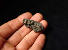 Load image into Gallery viewer, Detailed 3D crinoid head fossil (38 mm)
