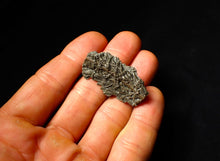 Load image into Gallery viewer, Detailed 3D crinoid multi-stem fossil (40 mm)
