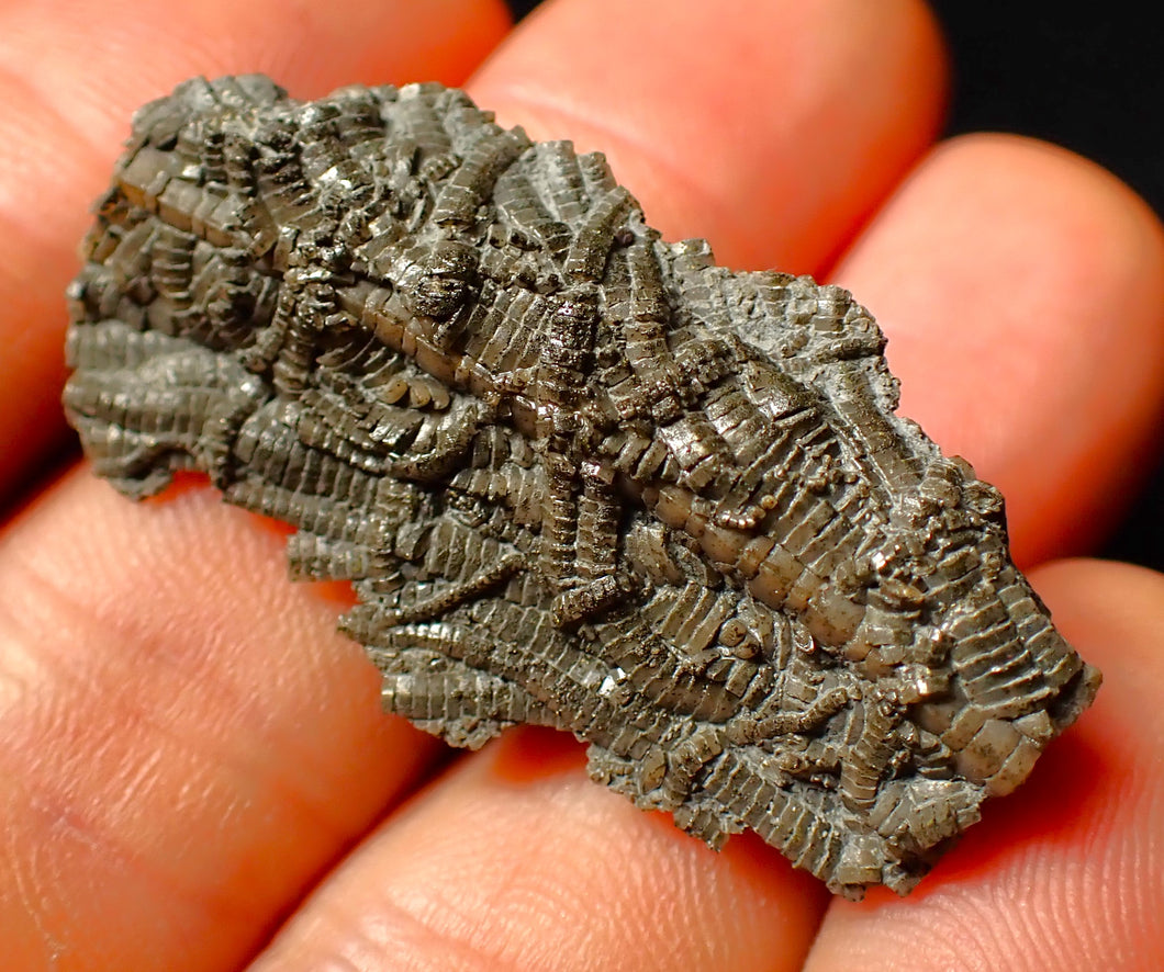 Detailed 3D crinoid multi-stem fossil (40 mm)