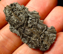 Load image into Gallery viewer, Detailed 3D crinoid multi-stem fossil (40 mm)
