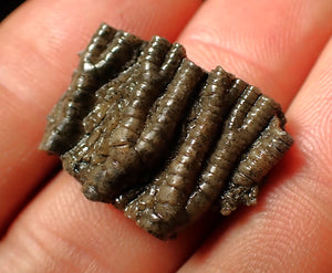 Small detailed 3D crinoid head fossil (25 mm)