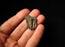 Load image into Gallery viewer, Small detailed 3D crinoid head fossil (32 mm)
