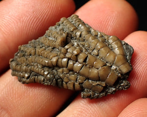 Small detailed 3D crinoid head fossil (32 mm)