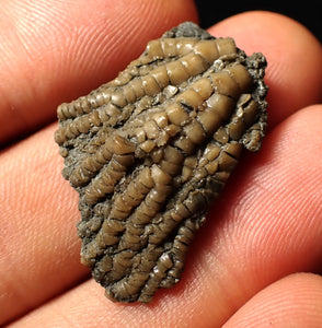Small detailed 3D crinoid head fossil (32 mm)