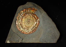 Load image into Gallery viewer, Large 97mm rainbow iridescent Caloceras display ammonite fossil
