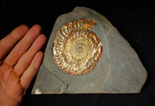 Load image into Gallery viewer, Large 97mm rainbow iridescent Caloceras display ammonite fossil
