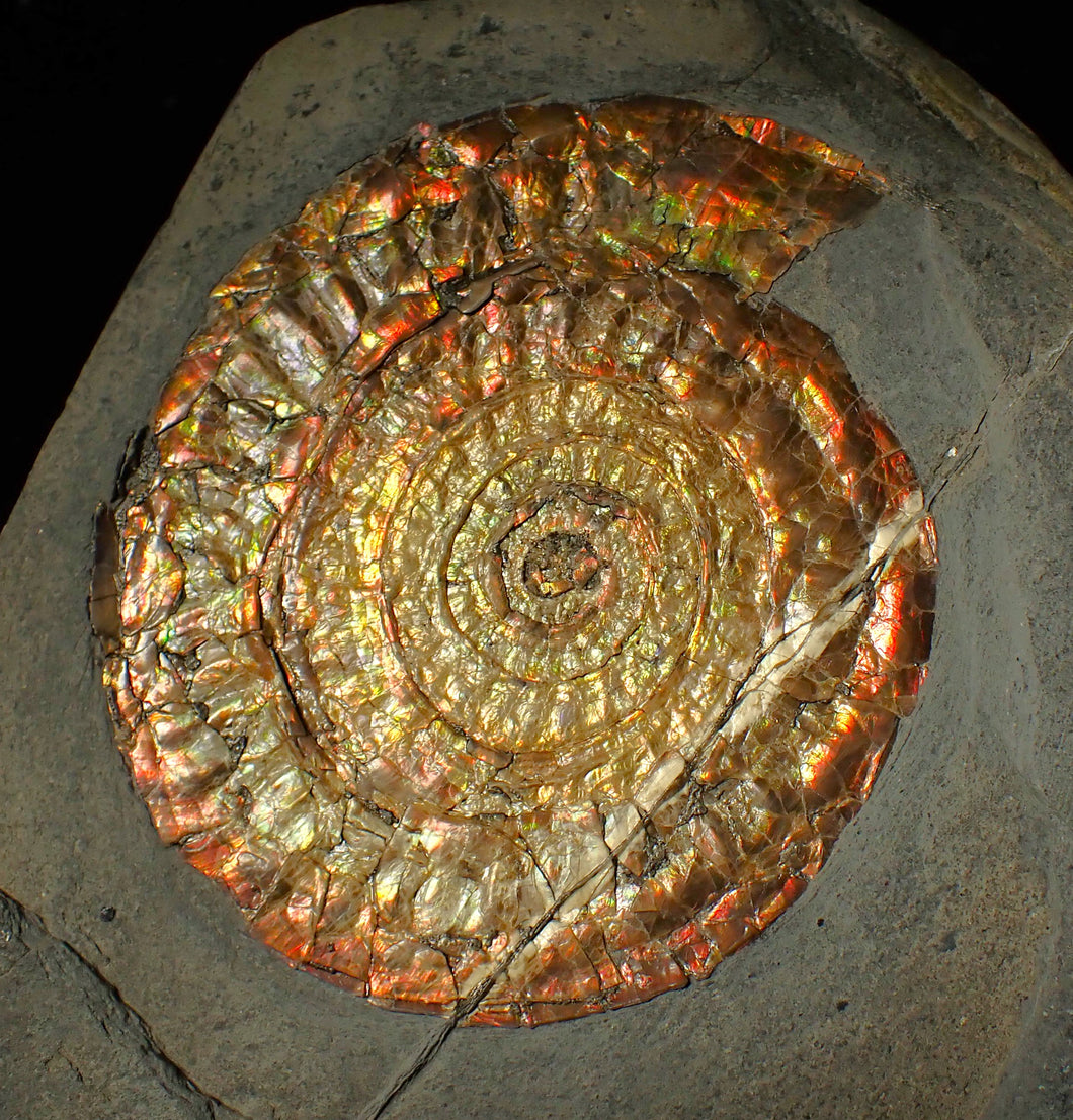 Large 97mm rainbow iridescent Caloceras display ammonite fossil