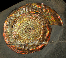 Load image into Gallery viewer, Large 97mm rainbow iridescent Caloceras display ammonite fossil
