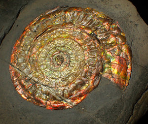 Large 97mm rainbow iridescent Caloceras display ammonite fossil