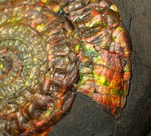 Load image into Gallery viewer, Large 97mm rainbow iridescent Caloceras display ammonite fossil
