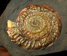 Load image into Gallery viewer, Large 97mm rainbow iridescent Caloceras display ammonite fossil
