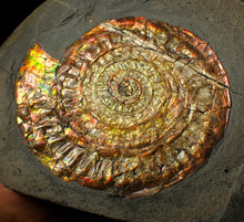 Load image into Gallery viewer, Large 97mm rainbow iridescent Caloceras display ammonite fossil
