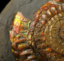 Load image into Gallery viewer, Large 97mm rainbow iridescent Caloceras display ammonite fossil
