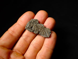 Detailed 3D crinoid multi-stem fossil (38 mm)