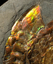 Load image into Gallery viewer, Large 97mm rainbow iridescent Caloceras display ammonite fossil
