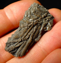 Load image into Gallery viewer, Detailed 3D crinoid multi-stem fossil (38 mm)
