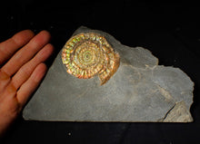 Load image into Gallery viewer, Large 80mm rainbow iridescent Caloceras display ammonite fossil
