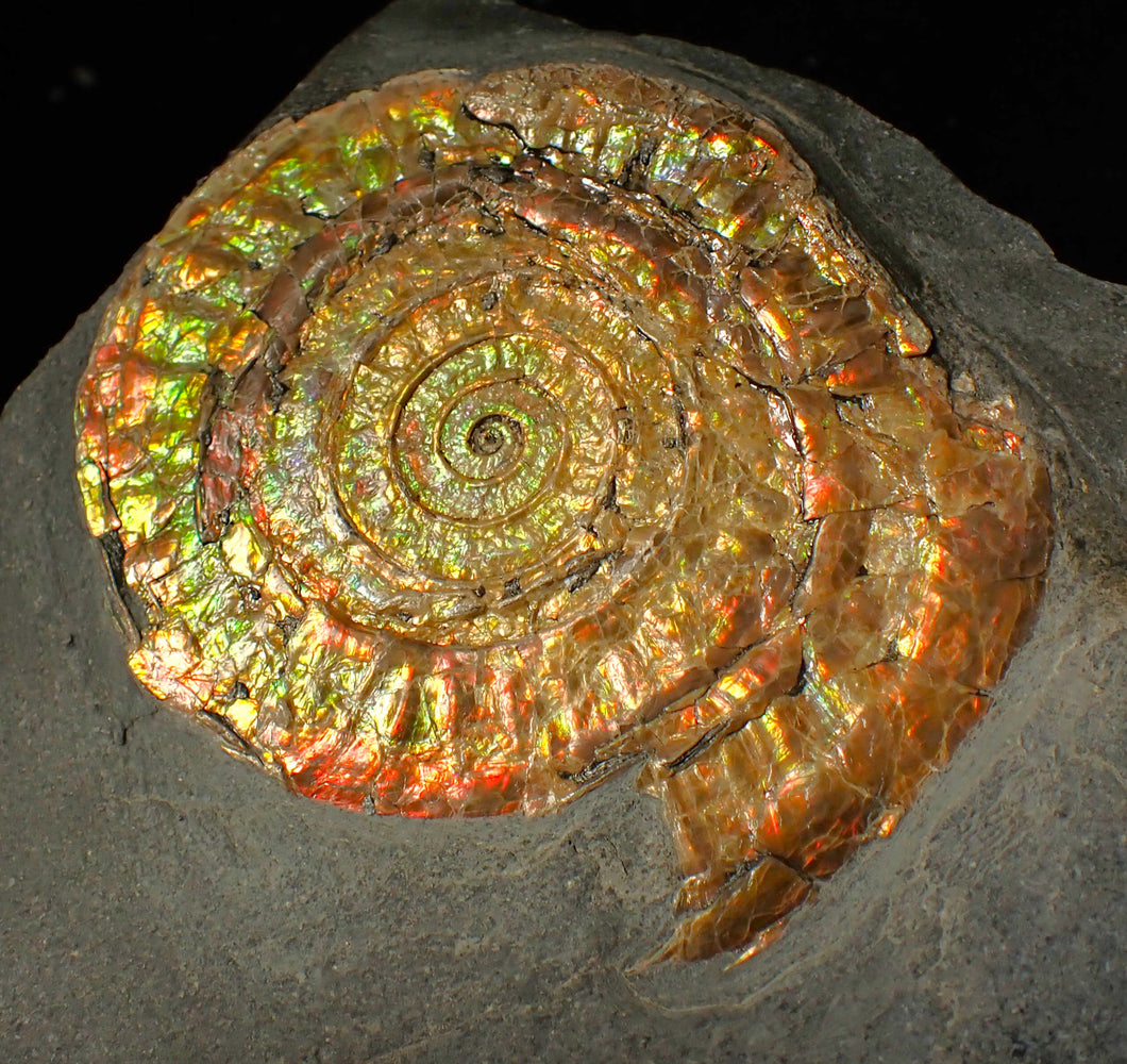 Large 80mm rainbow iridescent Caloceras display ammonite fossil