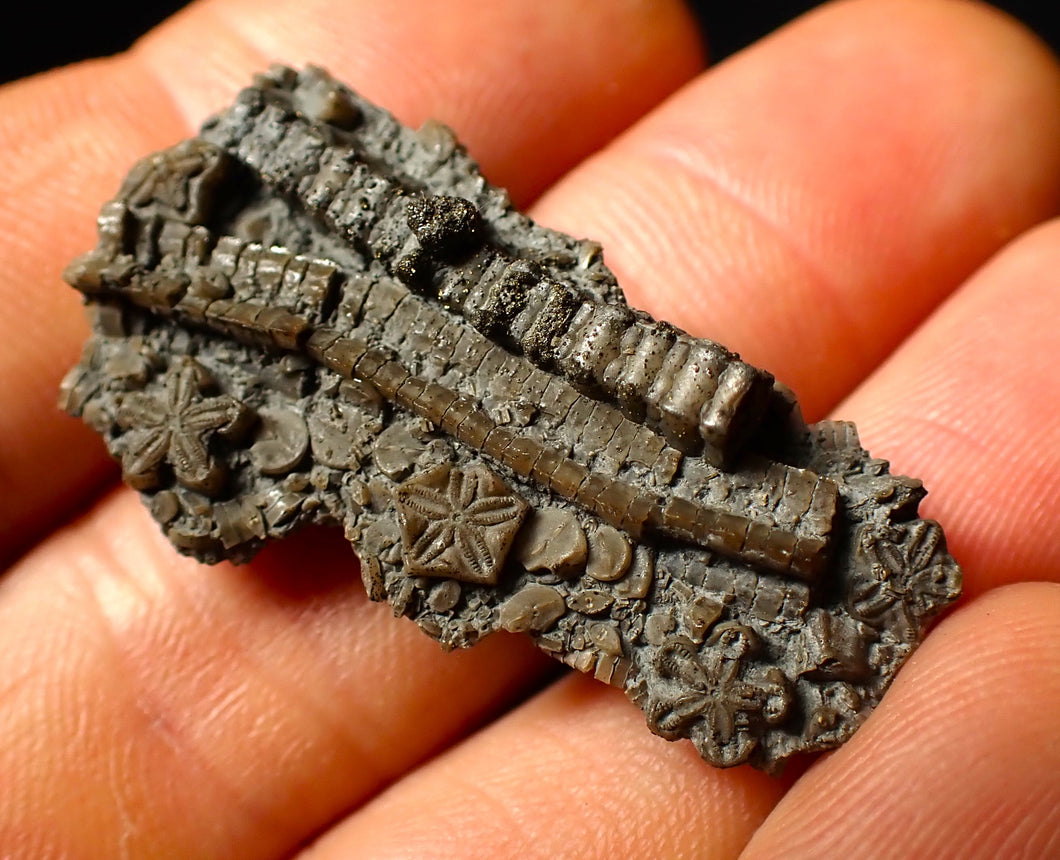 Detailed 3D crinoid multi-stem fossil (38 mm)