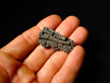 Load image into Gallery viewer, Detailed 3D crinoid multi-stem fossil (38 mm)
