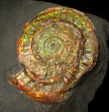 Load image into Gallery viewer, Large 80mm rainbow iridescent Caloceras display ammonite fossil
