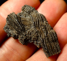 Load image into Gallery viewer, Detailed 3D crinoid multi-stem fossil (35 mm)
