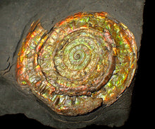 Load image into Gallery viewer, Large 80mm rainbow iridescent Caloceras display ammonite fossil
