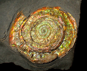 Large 80mm rainbow iridescent Caloceras display ammonite fossil