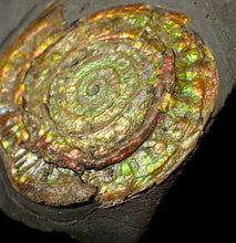 Load image into Gallery viewer, Large 80mm rainbow iridescent Caloceras display ammonite fossil
