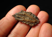 Load image into Gallery viewer, Small detailed 3D crinoid head fossil (35 mm)
