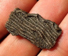 Load image into Gallery viewer, Small detailed crinoid head fossil (26 mm)
