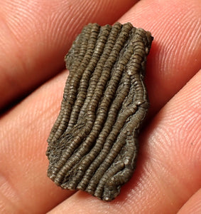 Small detailed crinoid head fossil (26 mm)