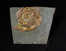 Load image into Gallery viewer, Rainbow iridescent Psiloceras ammonite fossil display piece
