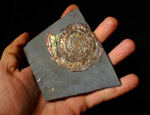 Rainbow iridescent Psiloceras ammonite fossil display piece