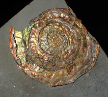 Load image into Gallery viewer, Rainbow iridescent Psiloceras ammonite fossil display piece

