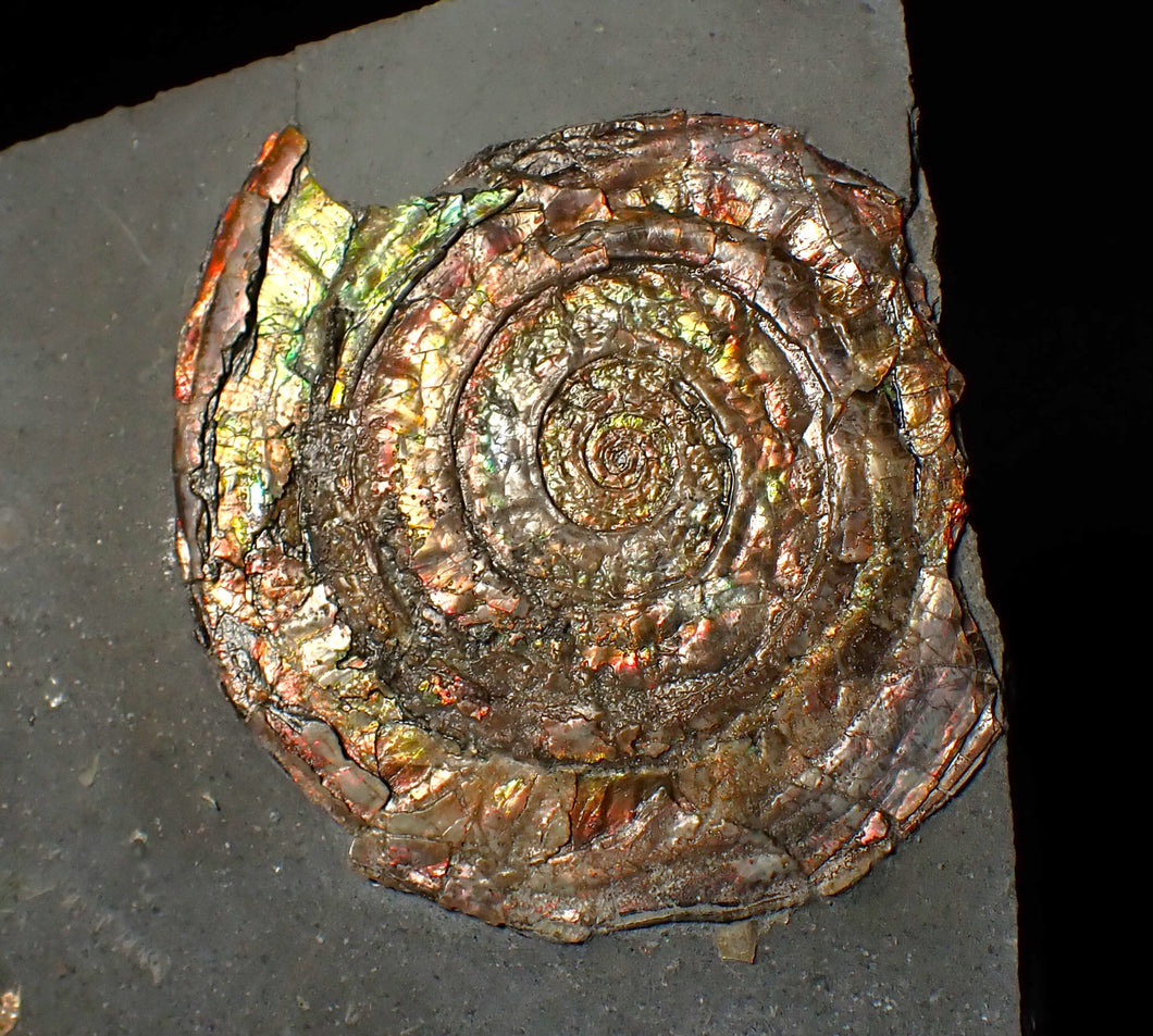 Rainbow iridescent Psiloceras ammonite fossil display piece