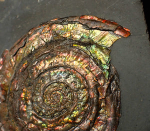 Rainbow iridescent Psiloceras ammonite fossil display piece