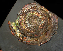 Load image into Gallery viewer, Rainbow iridescent Psiloceras ammonite fossil display piece
