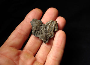 Detailed crinoid head fossil (40 mm) Pentacrinites