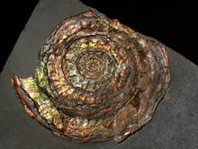 Load image into Gallery viewer, Rainbow iridescent Psiloceras ammonite fossil display piece
