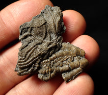 Load image into Gallery viewer, Detailed crinoid head fossil (40 mm) Pentacrinites
