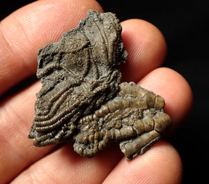 Detailed crinoid head fossil (40 mm) Pentacrinites