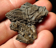 Load image into Gallery viewer, Detailed crinoid head fossil (40 mm) Pentacrinites
