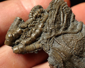 Detailed crinoid head fossil (40 mm) Pentacrinites