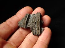 Load image into Gallery viewer, Detailed crinoid head fossil (40 mm) Pentacrinites
