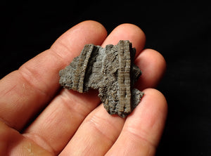 Detailed crinoid head fossil (40 mm) Pentacrinites