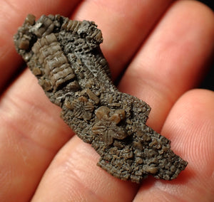 Detailed crinoid head fossil (43 mm)