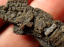 Load image into Gallery viewer, Detailed crinoid head fossil (43 mm)
